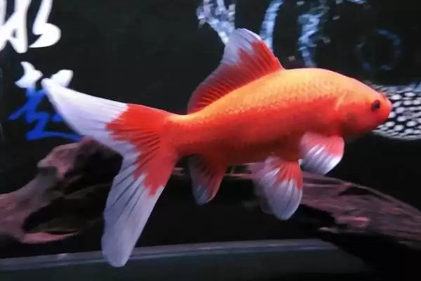 新手养金鱼品种选择 (新手养金鱼是否可选草金鱼等品种)插图1 新手养金鱼品种选择 (新手养金鱼是否可选草金鱼等品种)插图1