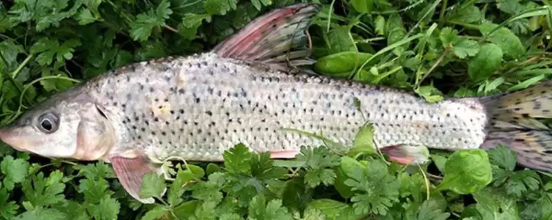 花骨鱼等鱼刺情况 (花骨鱼等鱼是否小刺较多)插图 花骨鱼等鱼刺情况 (花骨鱼等鱼是否小刺较多)插图