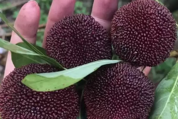 荸荠杨梅与东魁杨梅味道 (荸荠杨梅与东魁杨梅味道是否依个人口味而异)插图1 荸荠杨梅与东魁杨梅味道 (荸荠杨梅与东魁杨梅味道是否依个人口味而异)插图1