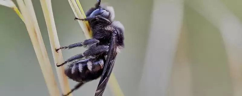 黑蜂毒性情况 (黑蜂是否基本都有毒)-会东网
