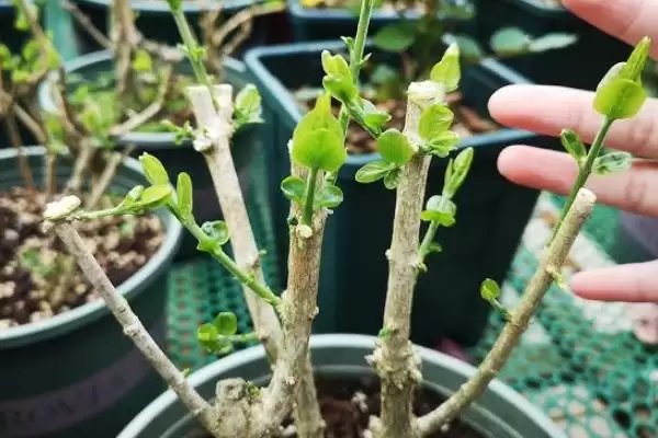 新买茉莉花掉苞原因 (新买茉莉花掉苞是否因环境不适)插图2