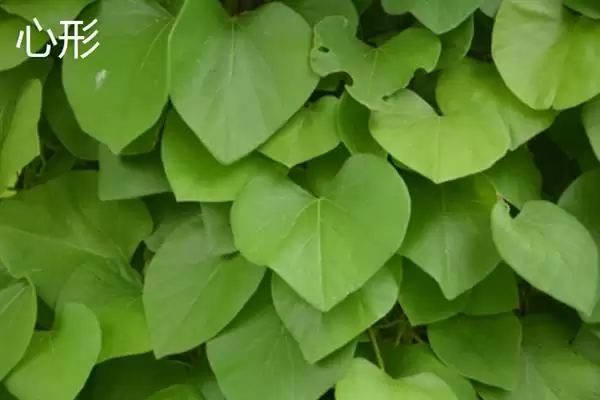 树叶常见颜色种类 (树叶常见颜色是否有绿、金黄、红等)插图6