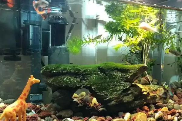 冬天喂鱼食物选择 (冬天喂鱼是否可喂水蚤等)插图2