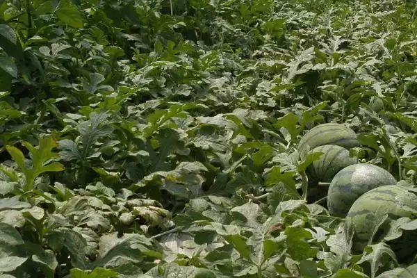 西瓜留瓜方式 (西瓜一般是否选择主蔓留瓜)插图2 西瓜留瓜方式 (西瓜一般是否选择主蔓留瓜)插图2