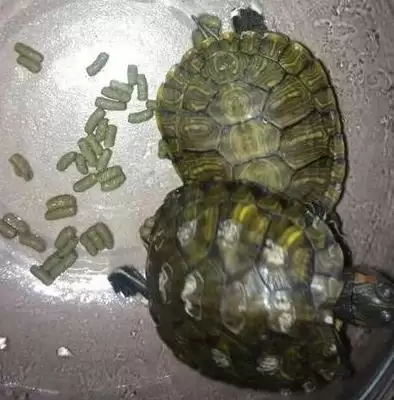 常见水龟品种列举 (常见水龟是否有巴西龟等品种)插图3