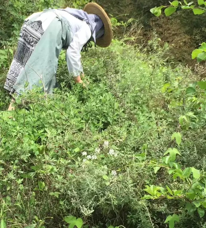 艾蒿的种植要点有哪些, 需要注意什么?插图6 艾蒿的种植要点有哪些, 需要注意什么?插图6
