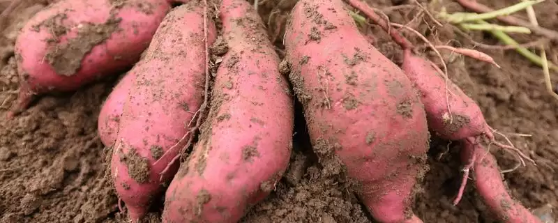 苏薯 8 号平均产量 (苏薯 8 号平均产量是否为 8500 斤)-会东网