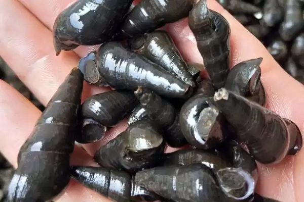 好吃淡水螺品种列举 (好吃淡水螺是否有田螺等品种)插图4 好吃淡水螺品种列举 (好吃淡水螺是否有田螺等品种)插图4