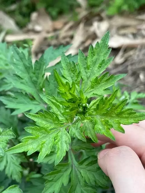 艾蒿的种植步骤及注意事项, 全面了解?-会东网