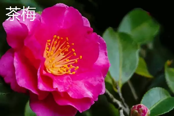 茶花植株特征 (茶花是否叶片薄、植株高大)插图7
