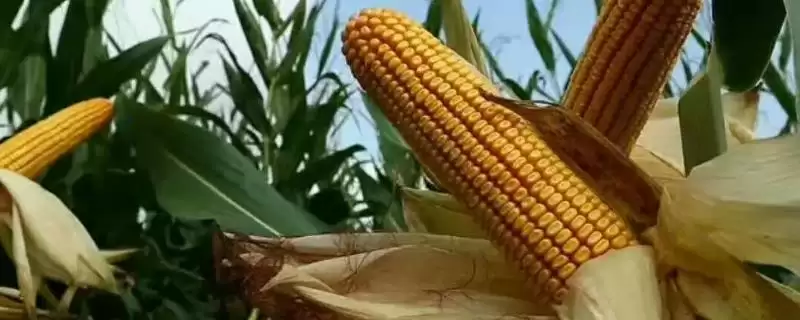 福盛园 52 号玉米播种量 (福盛园 52 号玉米播种量是否为每亩 2.5 公斤)-会东网