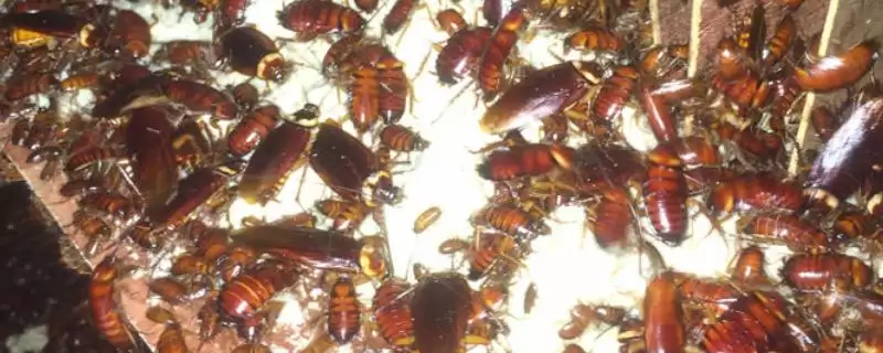 蟑螂饲育容器 (是否可用瓦缸饲育蟑螂)插图 蟑螂饲育容器 (是否可用瓦缸饲育蟑螂)插图