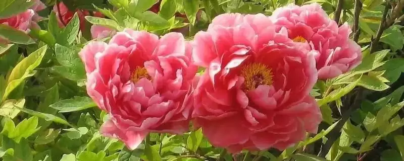 富贵花开寓意理解 (富贵花开是否寓意吉祥如意)-会东网