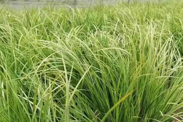 石菖蒲种植产量 (石菖蒲种植三年亩产鲜货是否为 400 – 500 公斤)插图1 石菖蒲种植产量 (石菖蒲种植三年亩产鲜货是否为 400 – 500 公斤)插图1