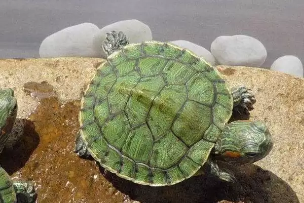 巴西龟投喂要点 (巴西龟投喂是否需定量)插图3 巴西龟投喂要点 (巴西龟投喂是否需定量)插图3