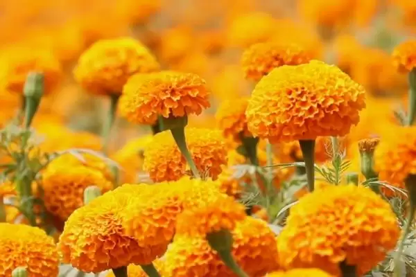 杜鹃花与梅花象征 (杜鹃花是否象征吉祥，梅花是否象征坚贞)插图2