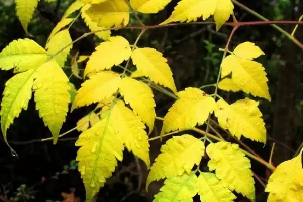 鹅食用植物限制 (鹅是否不能吃臭椿叶等植物)插图3