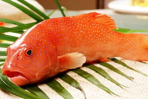 青斑鱼和石斑鱼差异 (青斑鱼和石斑鱼在生活环境等方面是否不同)插图3