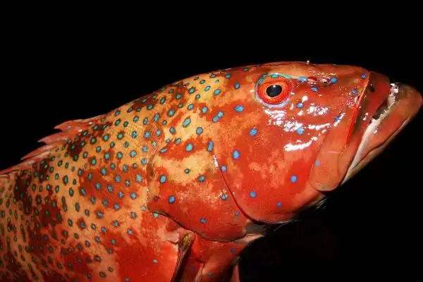 青斑鱼和石斑鱼差异 (青斑鱼和石斑鱼在生活环境等方面是否不同)插图8