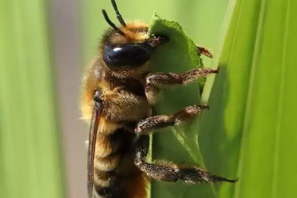 樵叶蜂特性特征 (樵叶蜂体色是否多为黑色且独居)插图3 樵叶蜂特性特征 (樵叶蜂体色是否多为黑色且独居)插图3