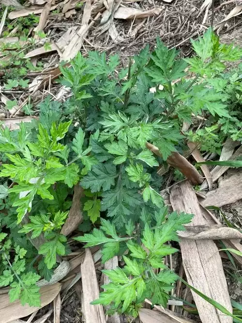 艾蒿种植全攻略, 从种子到收获?插图2 艾蒿种植全攻略, 从种子到收获?插图2