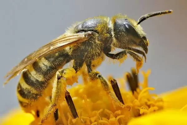 梦见蜜蜂寓意解读 (梦见蜜蜂是否常象征着危险)插图2 梦见蜜蜂寓意解读 (梦见蜜蜂是否常象征着危险)插图2