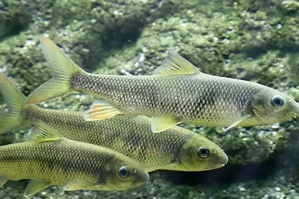 多鳞白甲鱼物种分类 (多鳞白甲鱼是否为鲤科白甲鱼属鱼类)插图2 多鳞白甲鱼物种分类 (多鳞白甲鱼是否为鲤科白甲鱼属鱼类)插图2