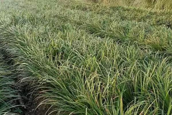 石菖蒲种植产量 (石菖蒲种植三年亩产鲜货是否为 400 – 500 公斤)插图2 石菖蒲种植产量 (石菖蒲种植三年亩产鲜货是否为 400 – 500 公斤)插图2
