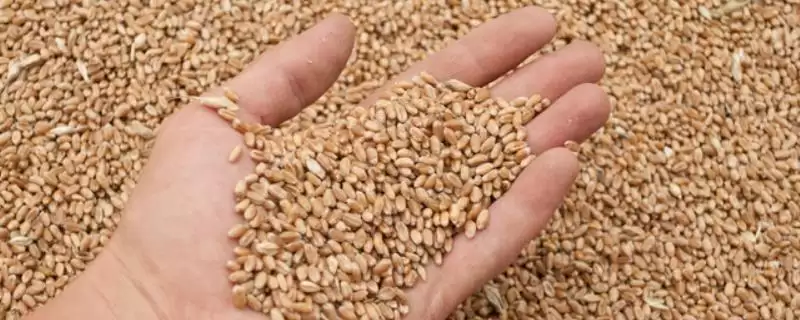 小麦密度级别差异 (小麦不同级别在密度上是否不同)插图 小麦密度级别差异 (小麦不同级别在密度上是否不同)插图