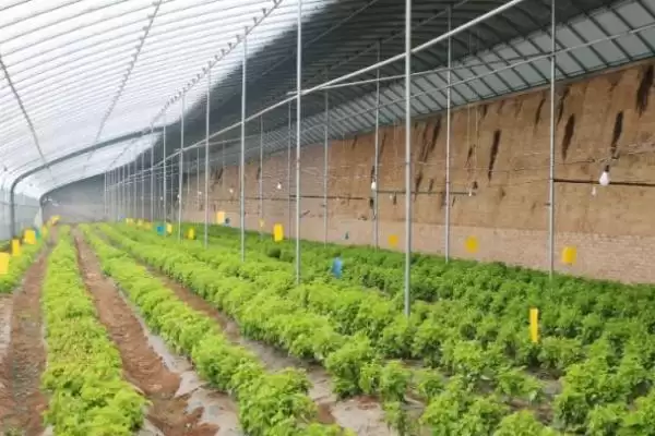 大棚蔬菜初期成本 (大棚蔬菜初期每亩成本是否为 7000 元左右)插图1