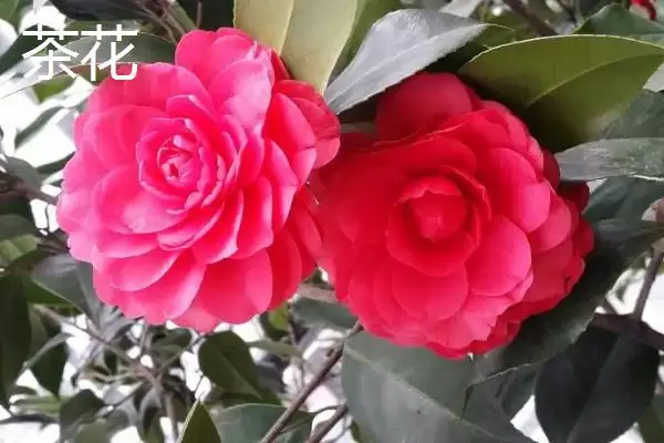 茶花植株特征 (茶花是否叶片薄、植株高大)插图6