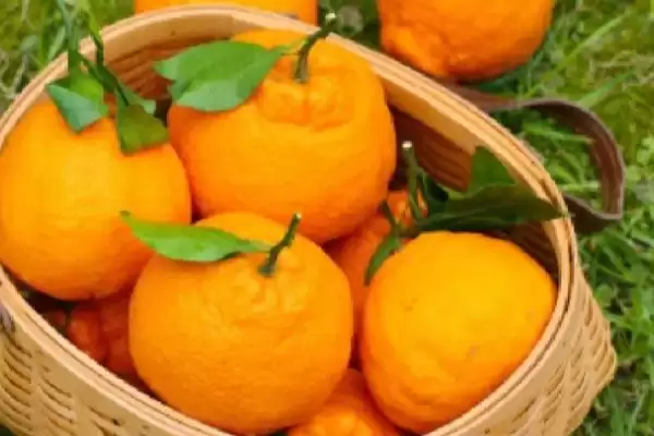 常见好吃水果列举 (常见好吃水果是否有丑橘等)插图1