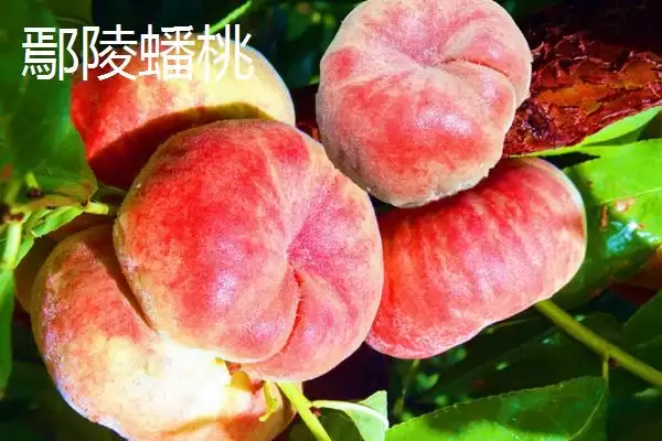 油蟠桃果皮特性 (油蟠桃果皮是否光滑且易清洗)插图4