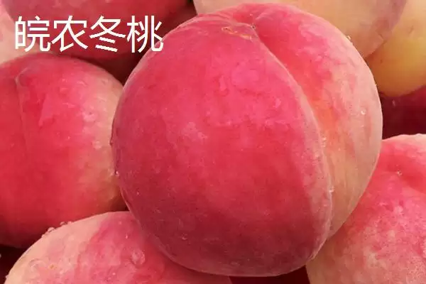 金秋红蜜桃等成熟时间 (金秋红蜜桃等桃子是否在 10 月成熟)插图2