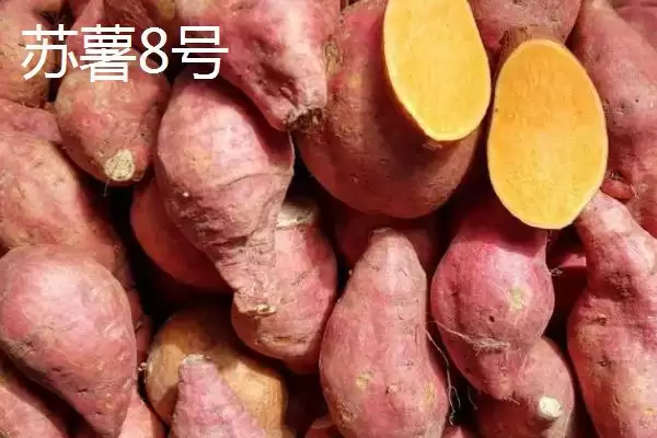 苏薯 8 号平均产量 (苏薯 8 号平均产量是否为 8500 斤)插图1