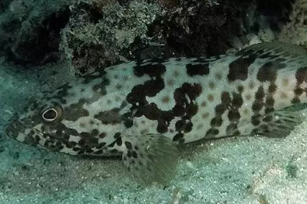 青斑鱼和石斑鱼差异 (青斑鱼和石斑鱼在生活环境等方面是否不同)插图9