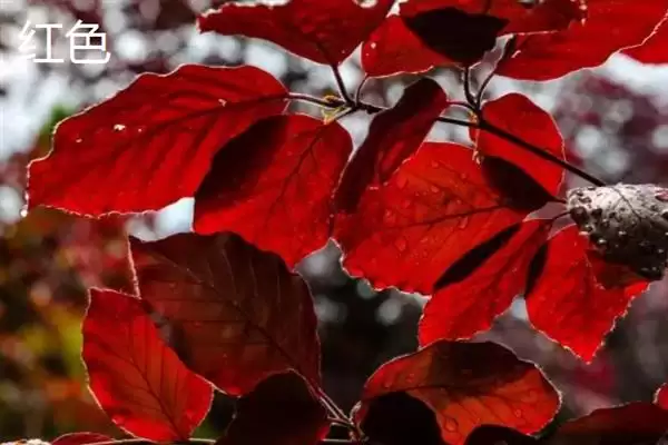 树叶常见颜色种类 (树叶常见颜色是否有绿、金黄、红等)插图3