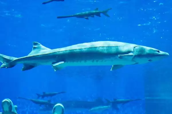 鲟鳇鱼和中华鲟差异 (鲟鳇鱼和中华鲟在珍稀度与鳃盖膜方面是否存在区别)插图6 鲟鳇鱼和中华鲟差异 (鲟鳇鱼和中华鲟在珍稀度与鳃盖膜方面是否存在区别)插图6