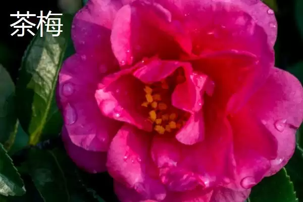 茶花植株特征 (茶花是否叶片薄、植株高大)插图1