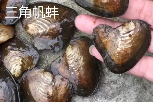 河蚌产珠情况 (河蚌是否不一定都有珍珠)插图4