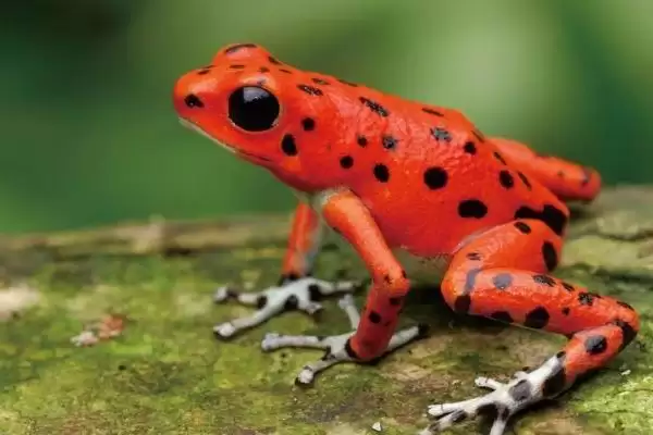 幽灵箭毒蛙物种分类 (幽灵箭毒蛙是否属于箭毒蛙科两栖动物)插图2 幽灵箭毒蛙物种分类 (幽灵箭毒蛙是否属于箭毒蛙科两栖动物)插图2