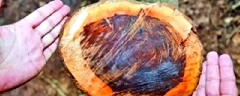 红木常见种类列举 (红木常见是否有降香黄檀等)插图 红木常见种类列举 (红木常见是否有降香黄檀等)插图