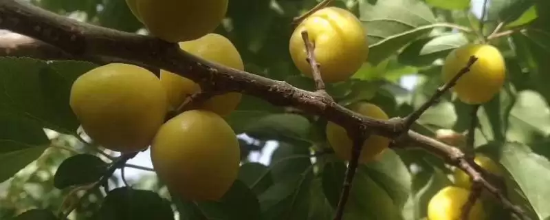 小白杏生长地域 (小白杏是否生长在天山脚下)插图 小白杏生长地域 (小白杏是否生长在天山脚下)插图