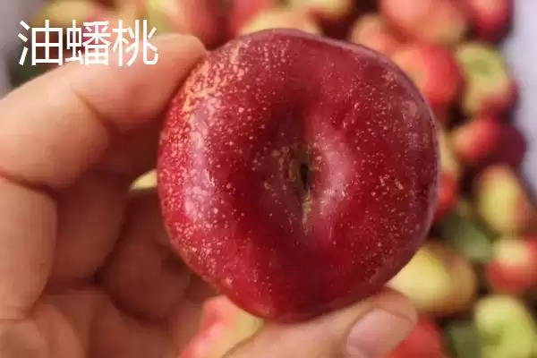 油蟠桃果皮特性 (油蟠桃果皮是否光滑且易清洗)插图2