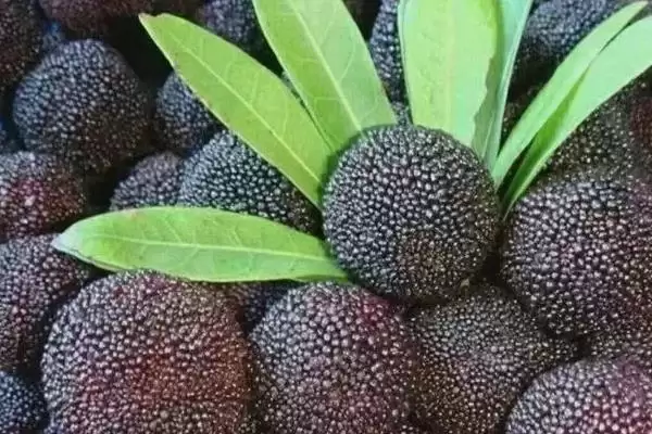 荸荠杨梅与东魁杨梅味道 (荸荠杨梅与东魁杨梅味道是否依个人口味而异)插图7 荸荠杨梅与东魁杨梅味道 (荸荠杨梅与东魁杨梅味道是否依个人口味而异)插图7