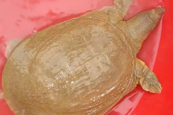 丁马甲鱼物种认定 (丁马甲鱼是否指中华鳖)插图5