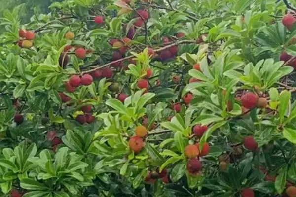 荸荠杨梅与东魁杨梅味道 (荸荠杨梅与东魁杨梅味道是否依个人口味而异)插图5 荸荠杨梅与东魁杨梅味道 (荸荠杨梅与东魁杨梅味道是否依个人口味而异)插图5