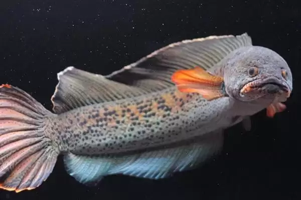 辐射污染区雷鱼管控 (辐射污染区雷鱼是否受到管制)插图3