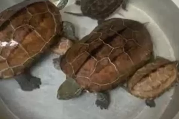 乌龟死亡前期表现 (乌龟死亡是否先停止活动)插图2