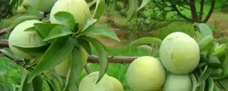 中国奈李之乡认定 (中国奈李之乡是否为汝城县)-会东网